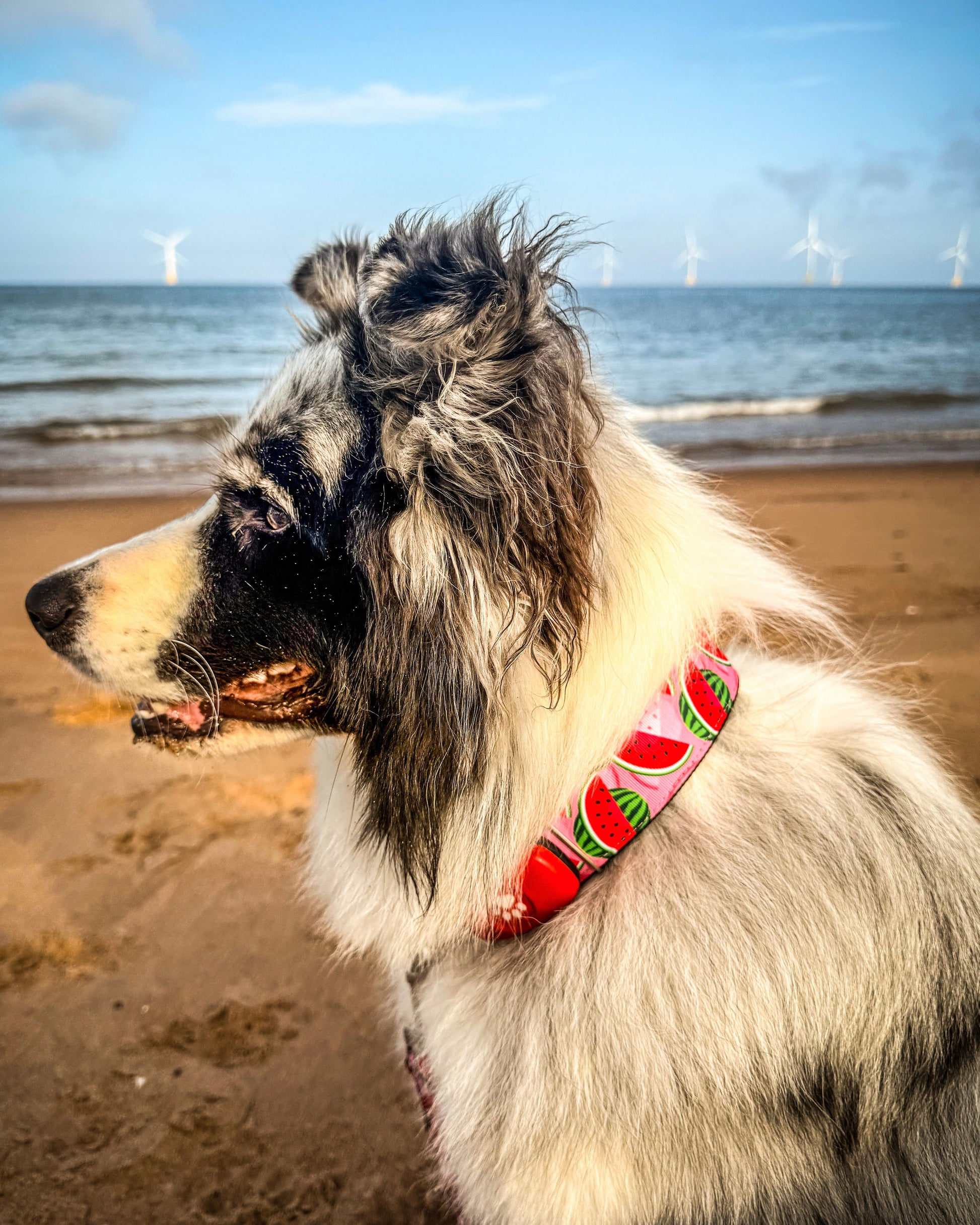 DOG COLLAR BUCKLE - WATERMELON