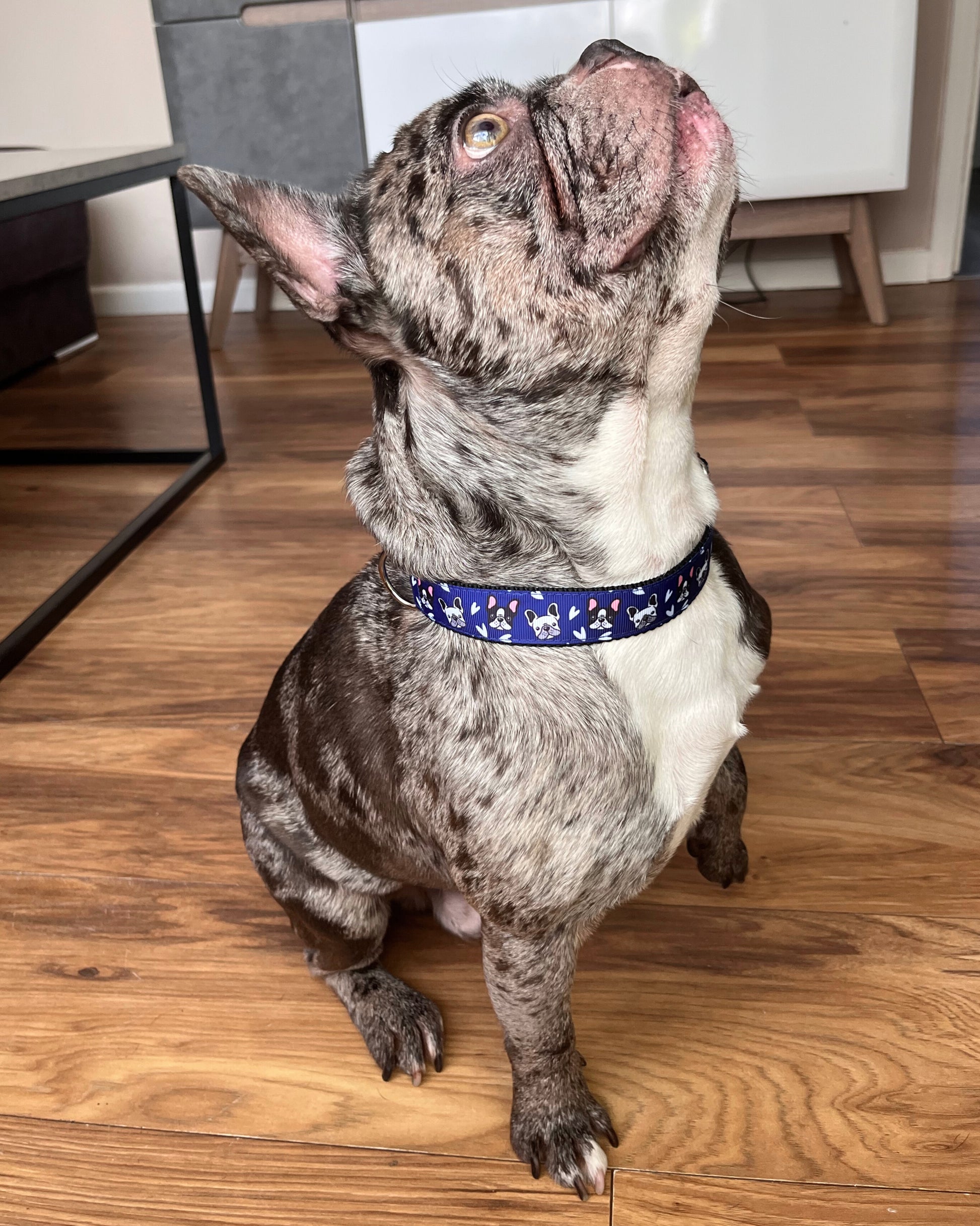 DOG COLLAR BUCKLE - FREANCHIE NAVY