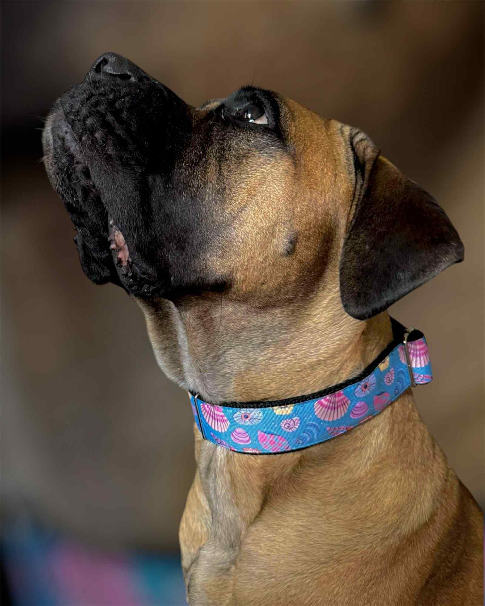 DOG COLLAR BUCKLE - SHELLS