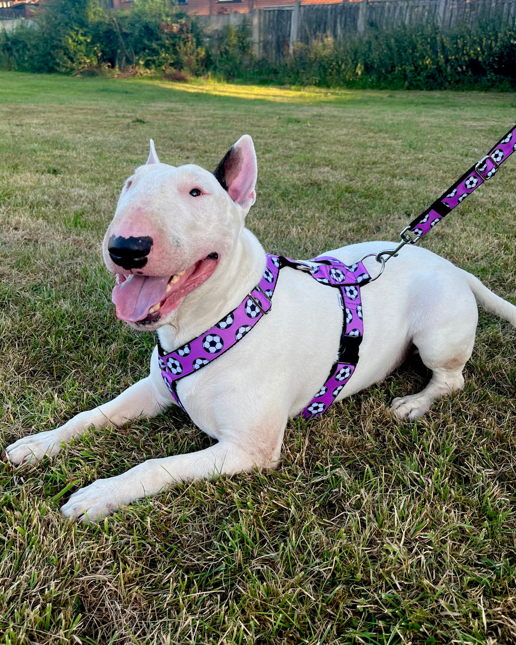 DOG HARNESS - FOOTBALLS