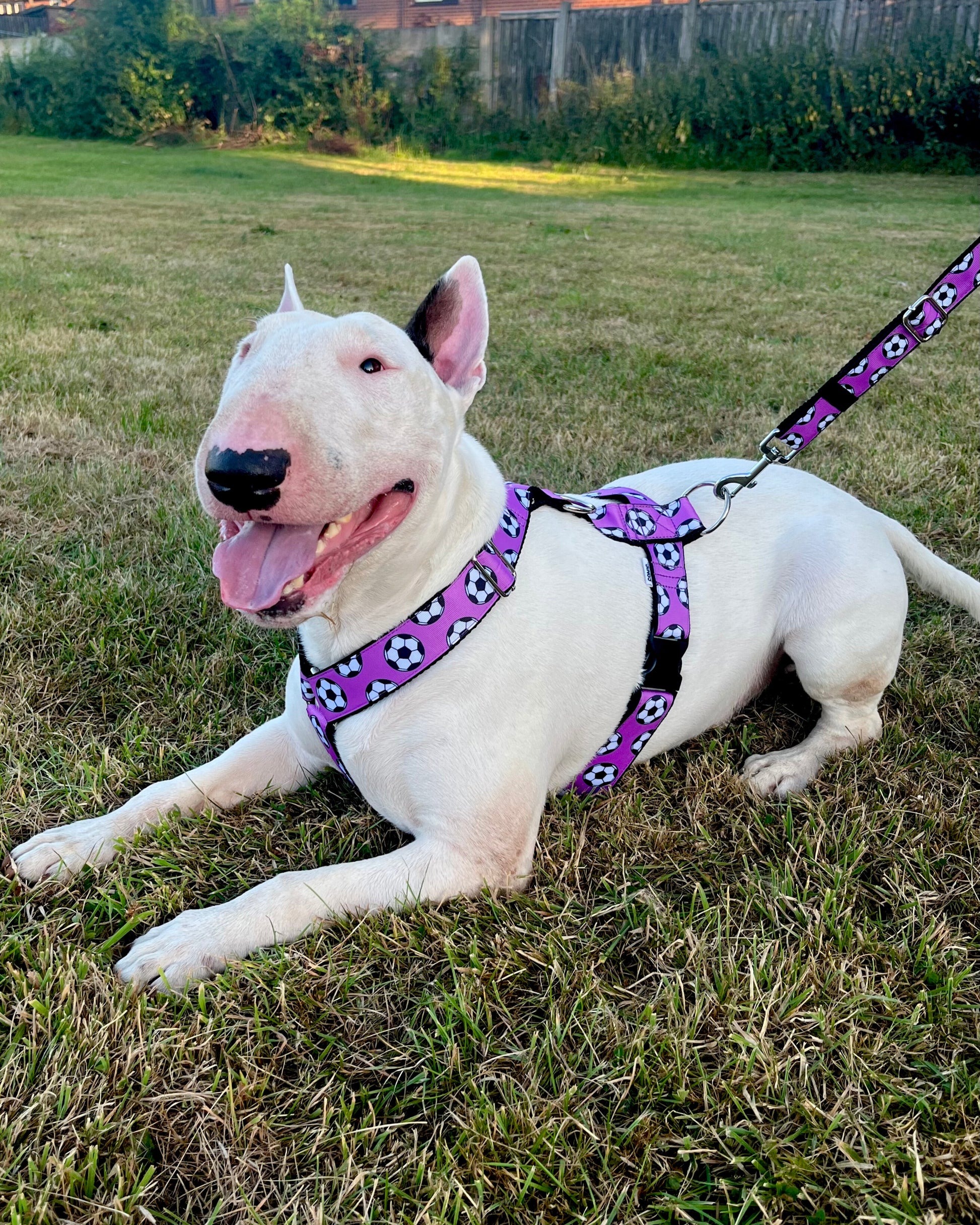 DOG HARNESS - FOOTBALLS