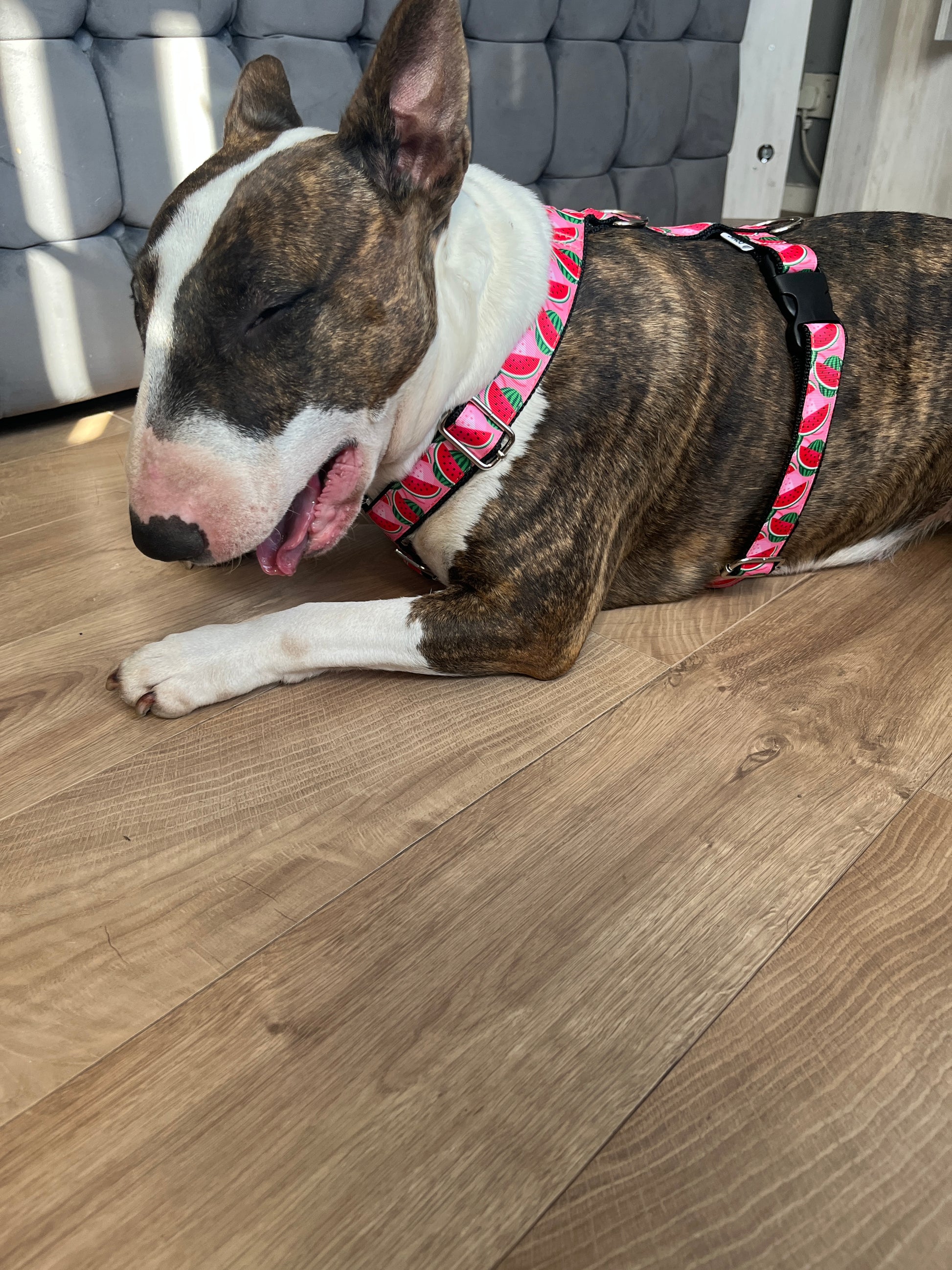 DOG HARNESS - WATERMELON