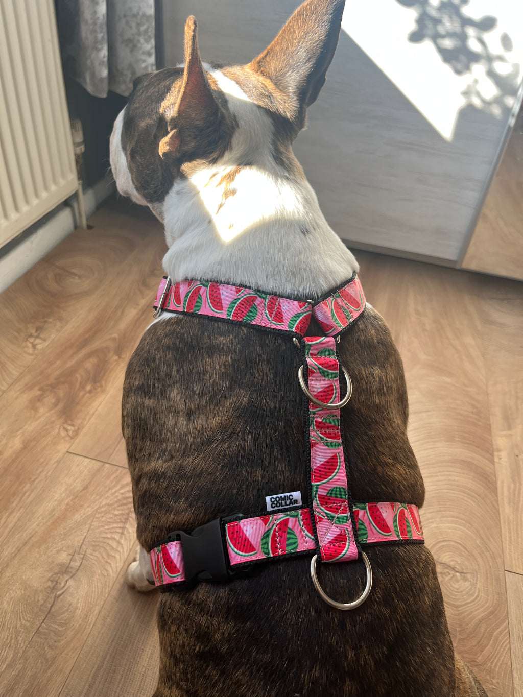 DOG HARNESS - WATERMELON