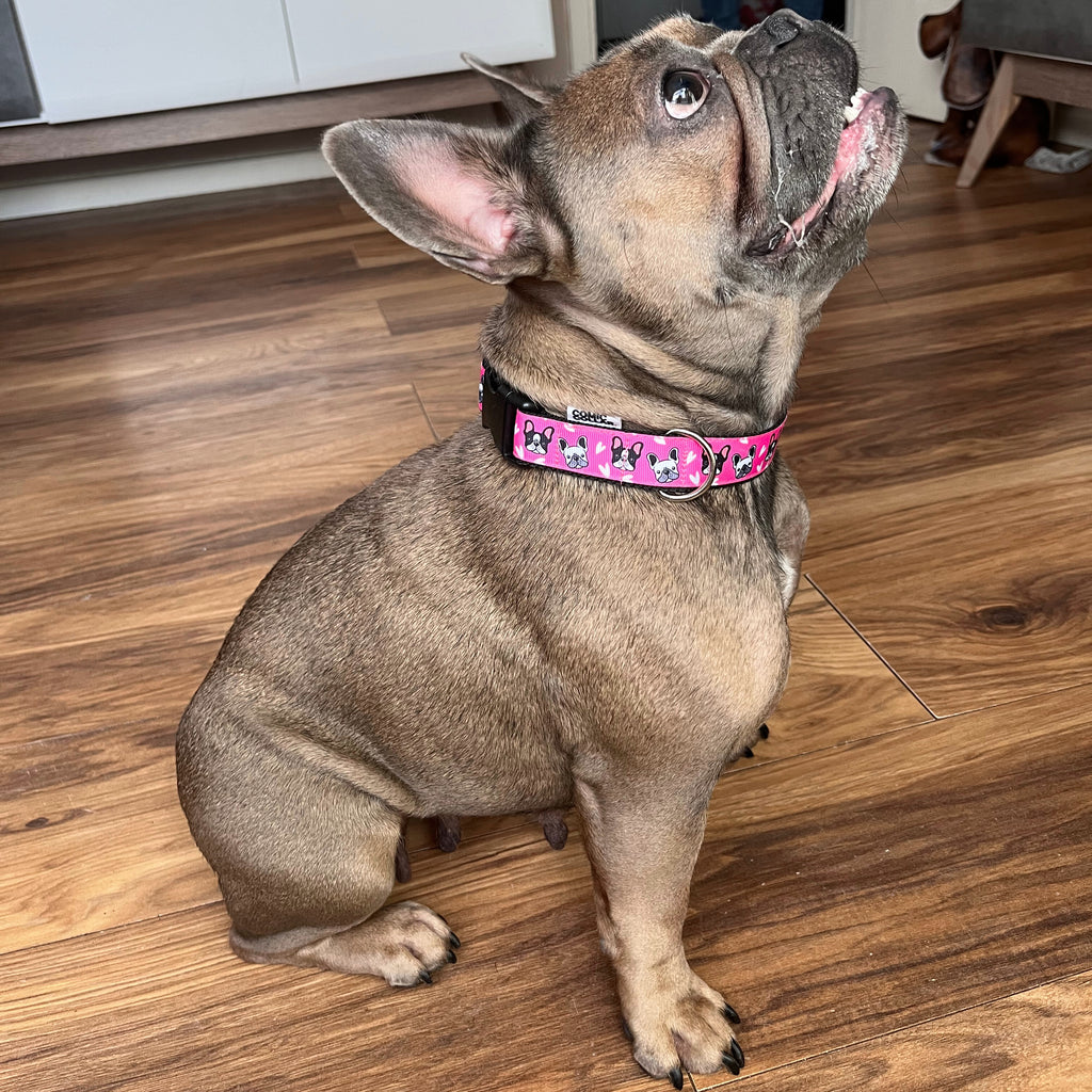 DOG COLLAR BUCKLE - FREANCHIE PINK