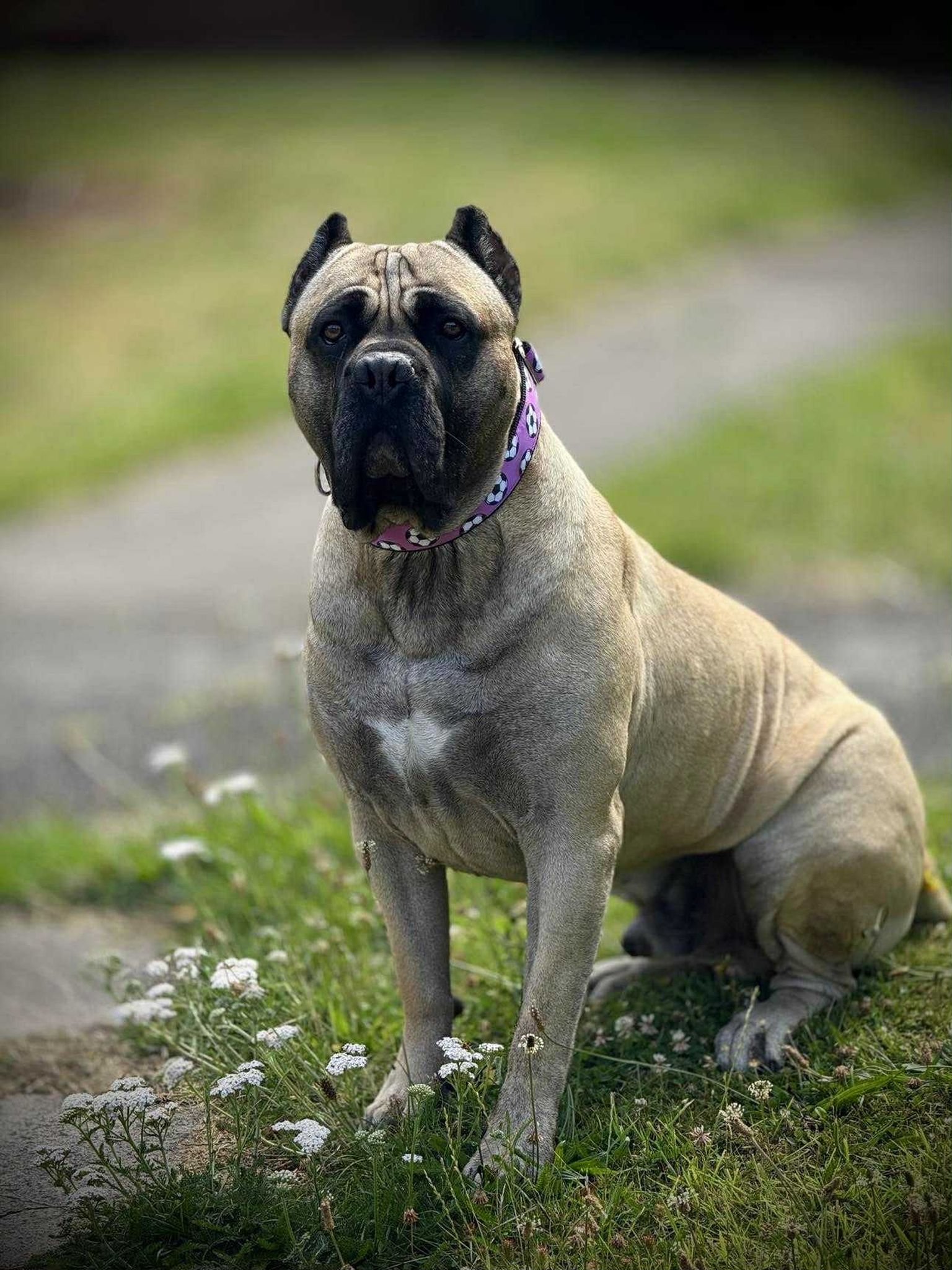DOG COLLAR BUCKLE - FOOTBALLS