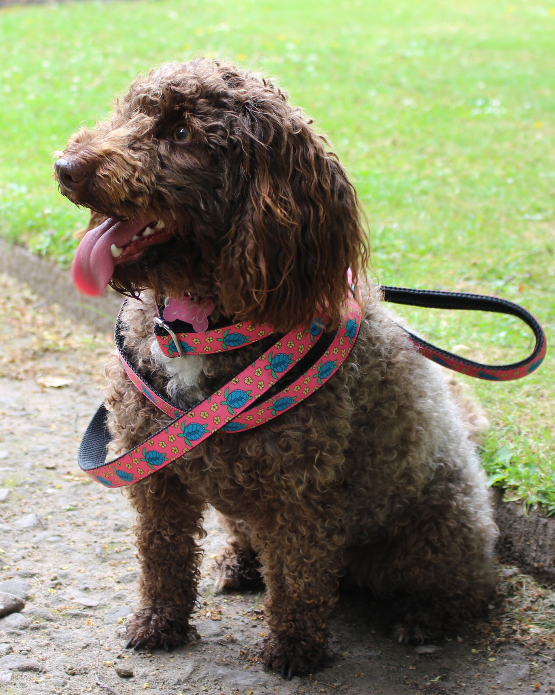 CITY LEASH - TURTLES coral