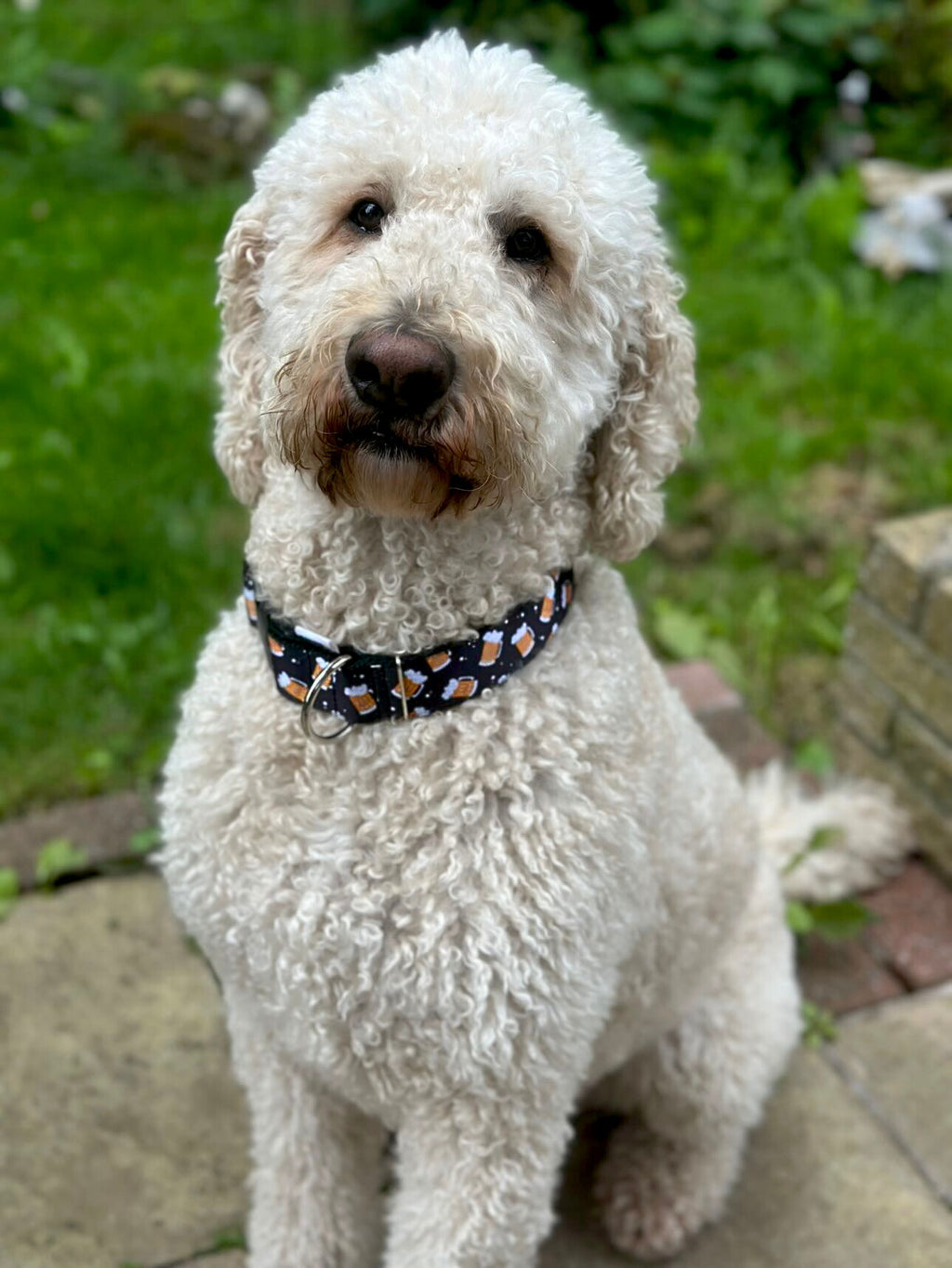 DOG COLLAR BUCKLE - BEER