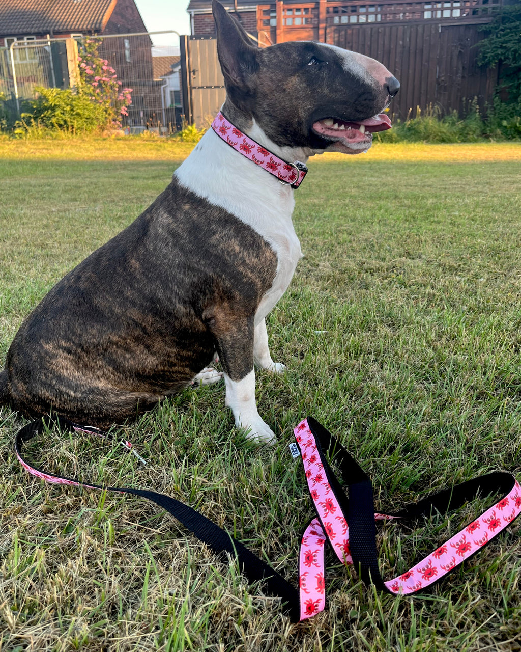 DOG COLLAR BUCKLE - CRAB