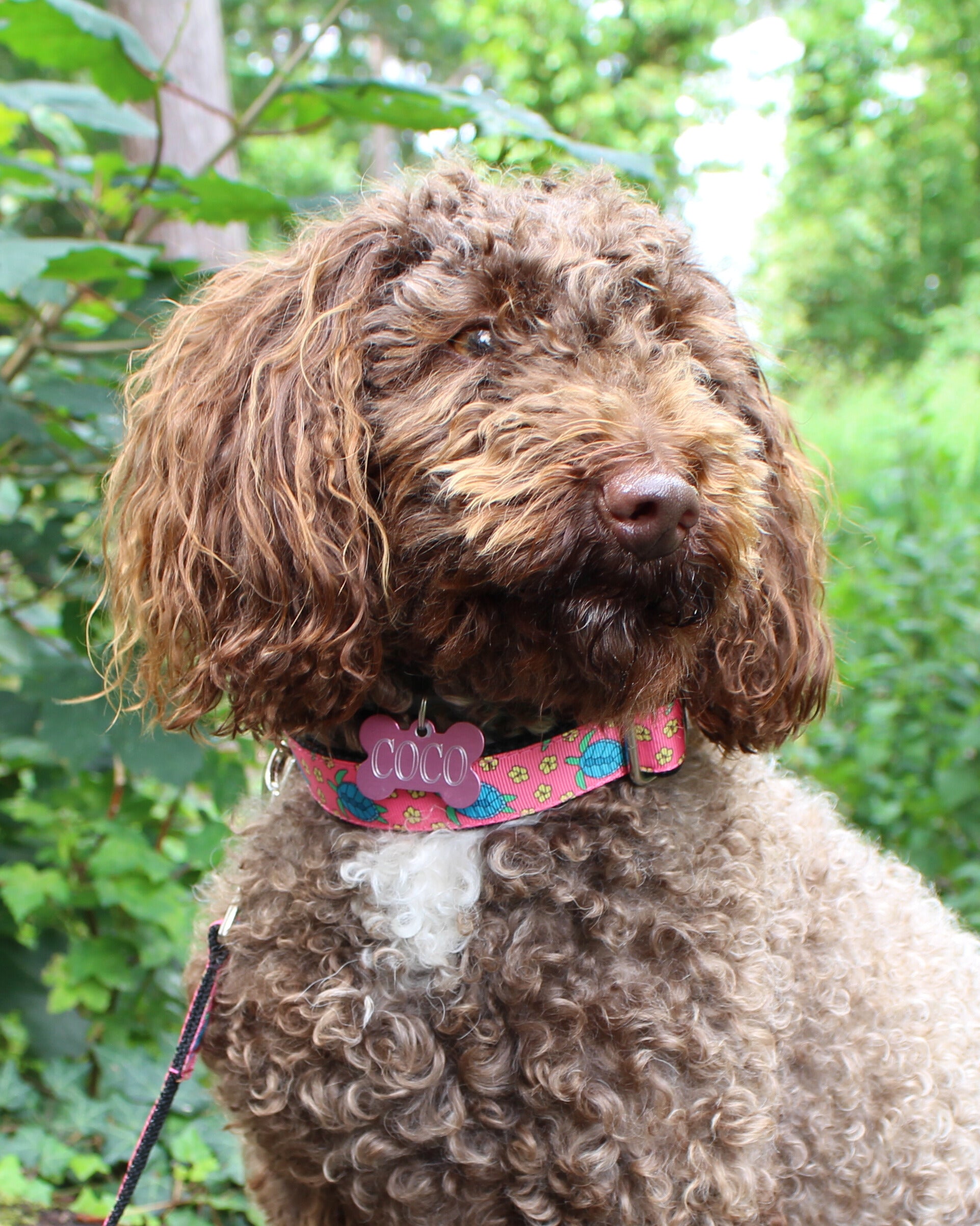 DOG COLLAR BUCKLE - TURTLES coral