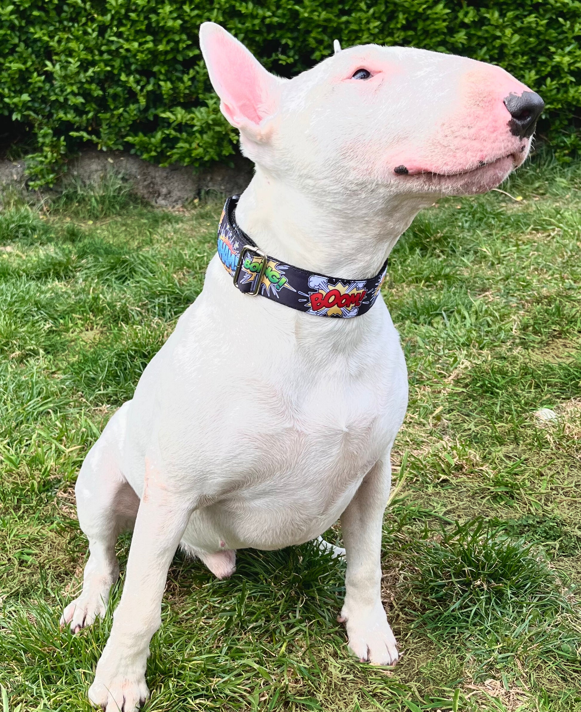 DOG COLLAR BUCKLE - BOOM,BANG!