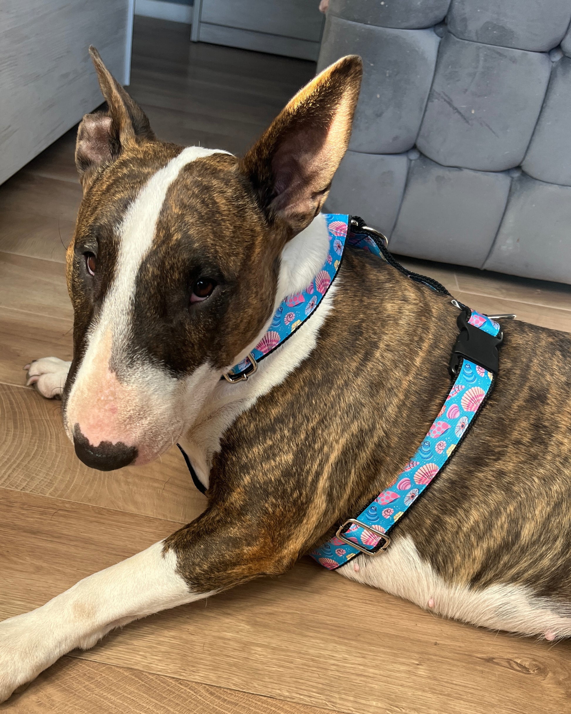 DOG HARNESS - SHELLS