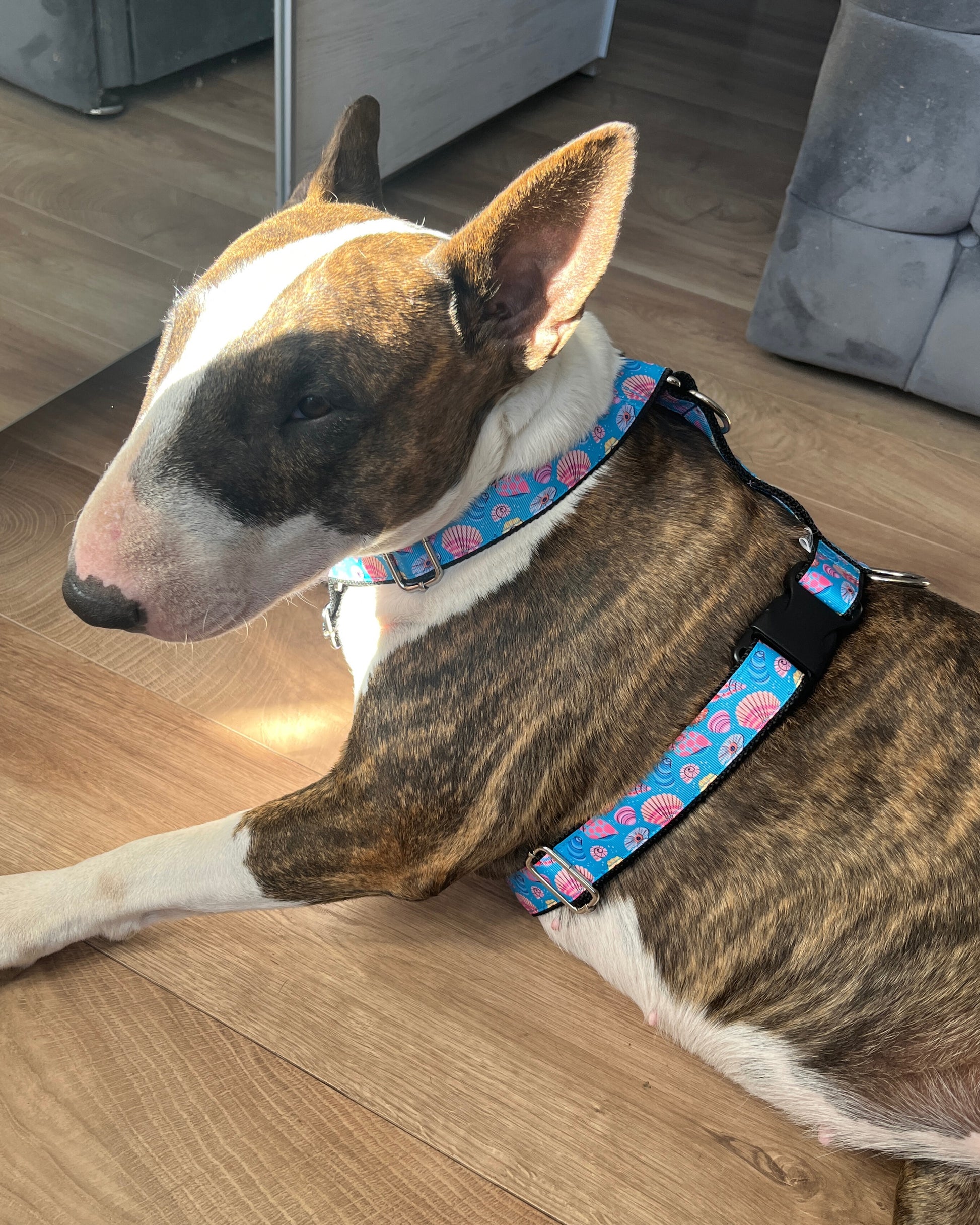 DOG HARNESS - SHELLS