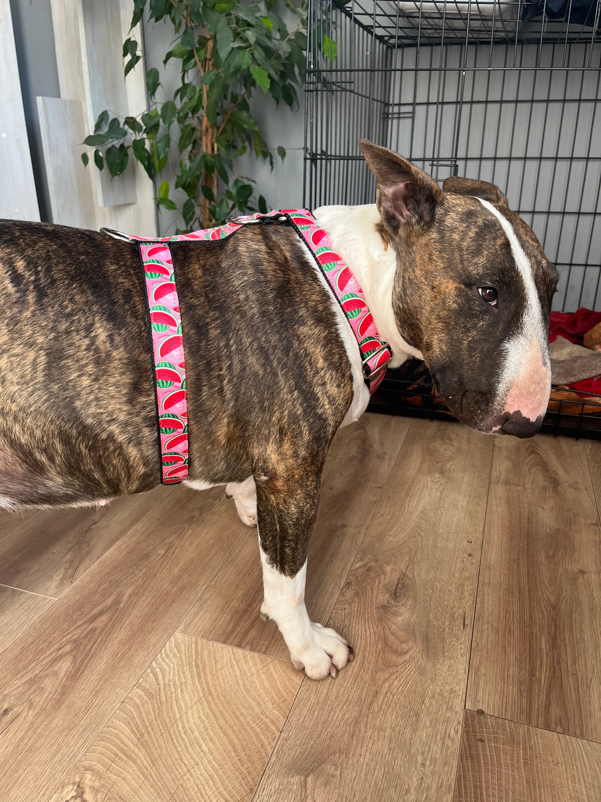 DOG HARNESS - WATERMELON