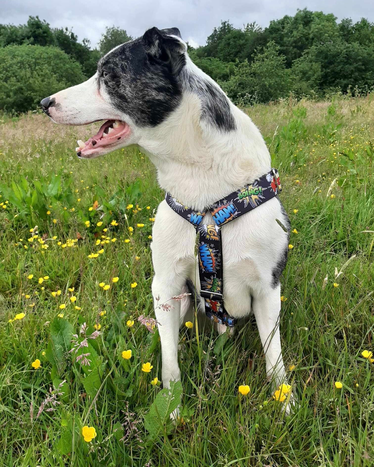 DOG HARNESS - BOOM,BANG!