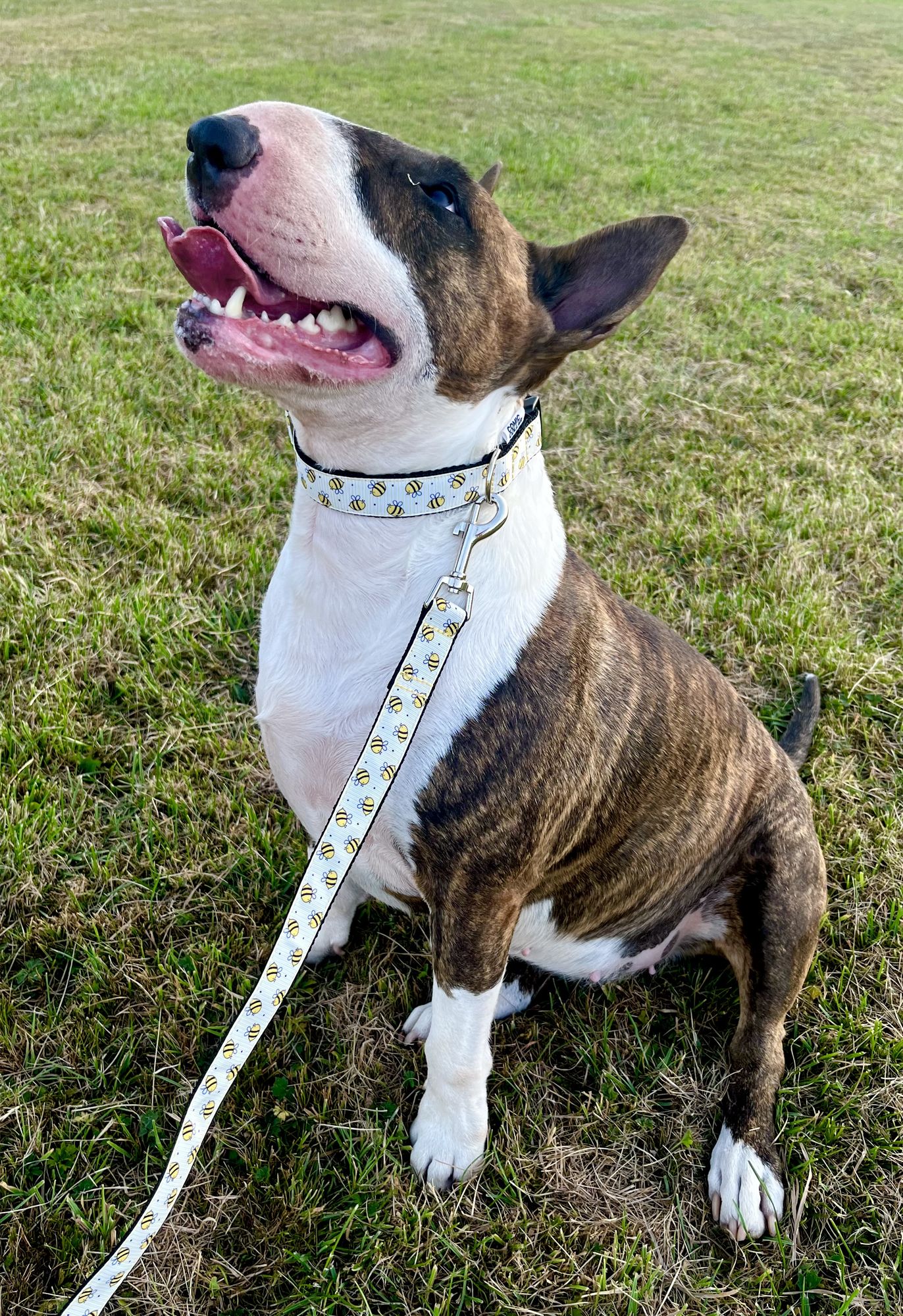 DOG COLLAR BUCKLE - BEE