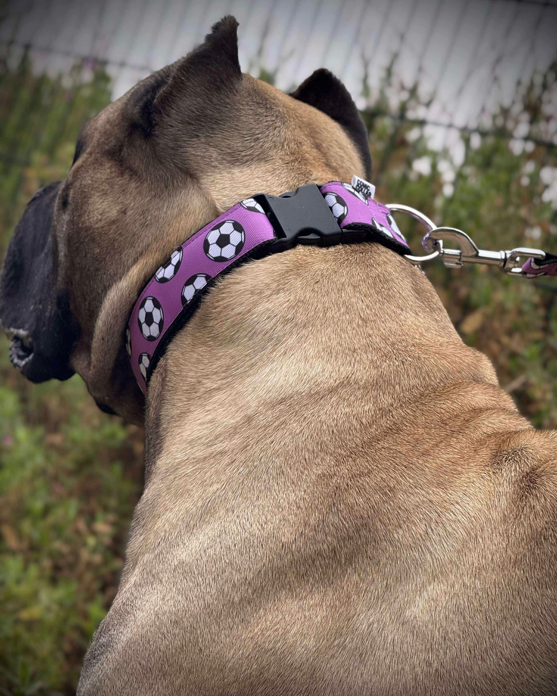 DOG COLLAR BUCKLE - FOOTBALLS