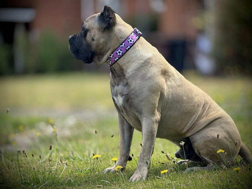 DOG COLLAR BUCKLE - FOOTBALLS