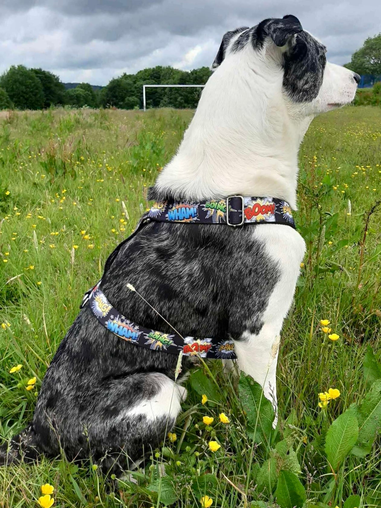 DOG HARNESS - BOOM,BANG!