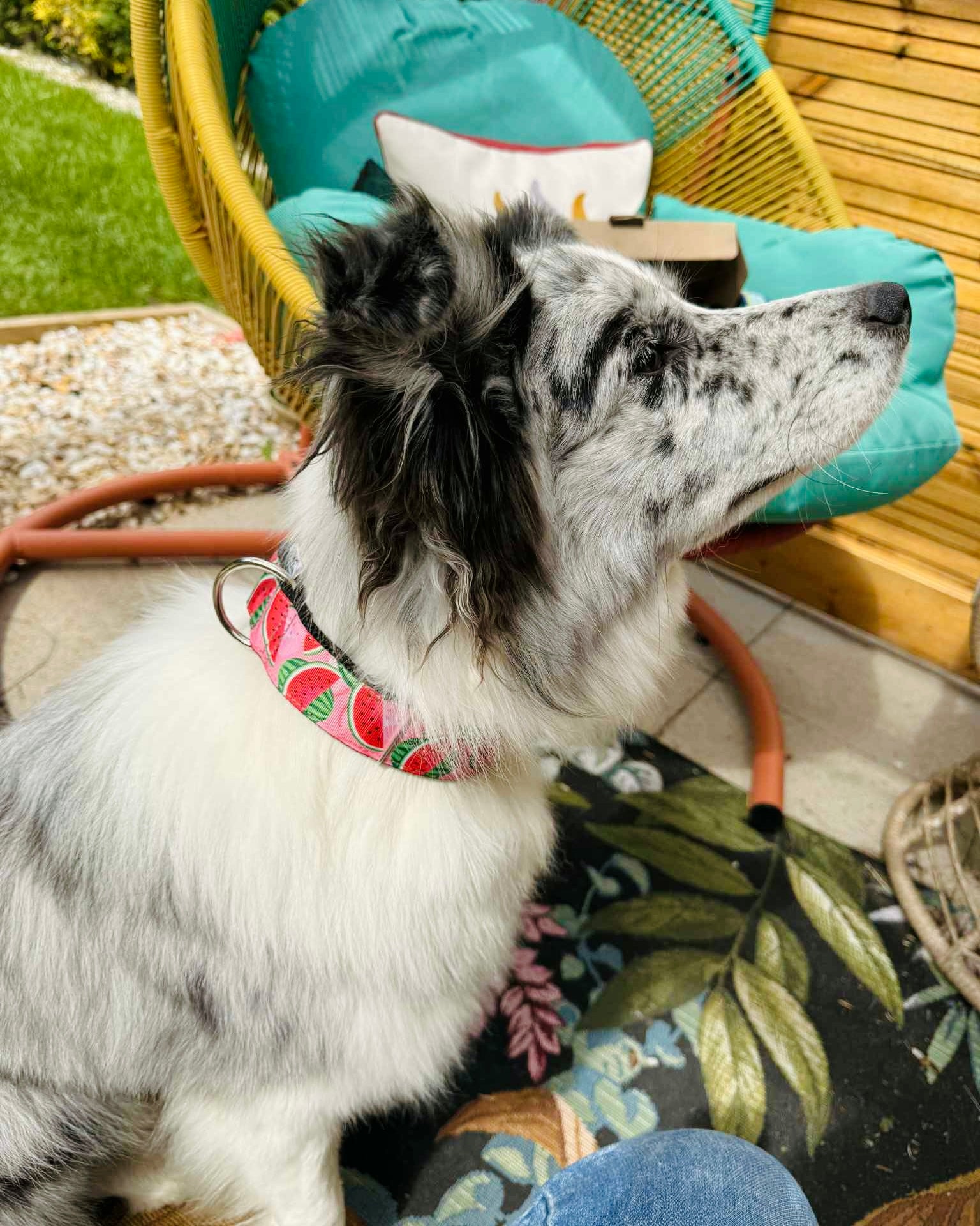 DOG COLLAR BUCKLE - WATERMELON