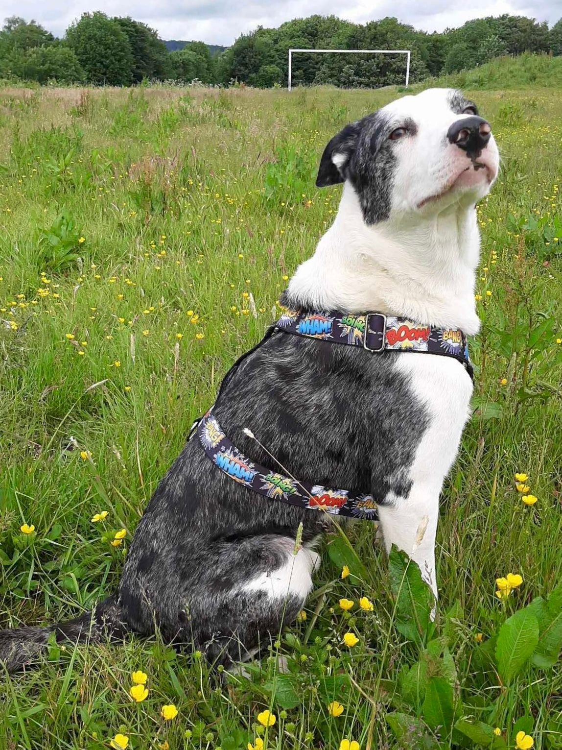 DOG HARNESS - BOOM,BANG!