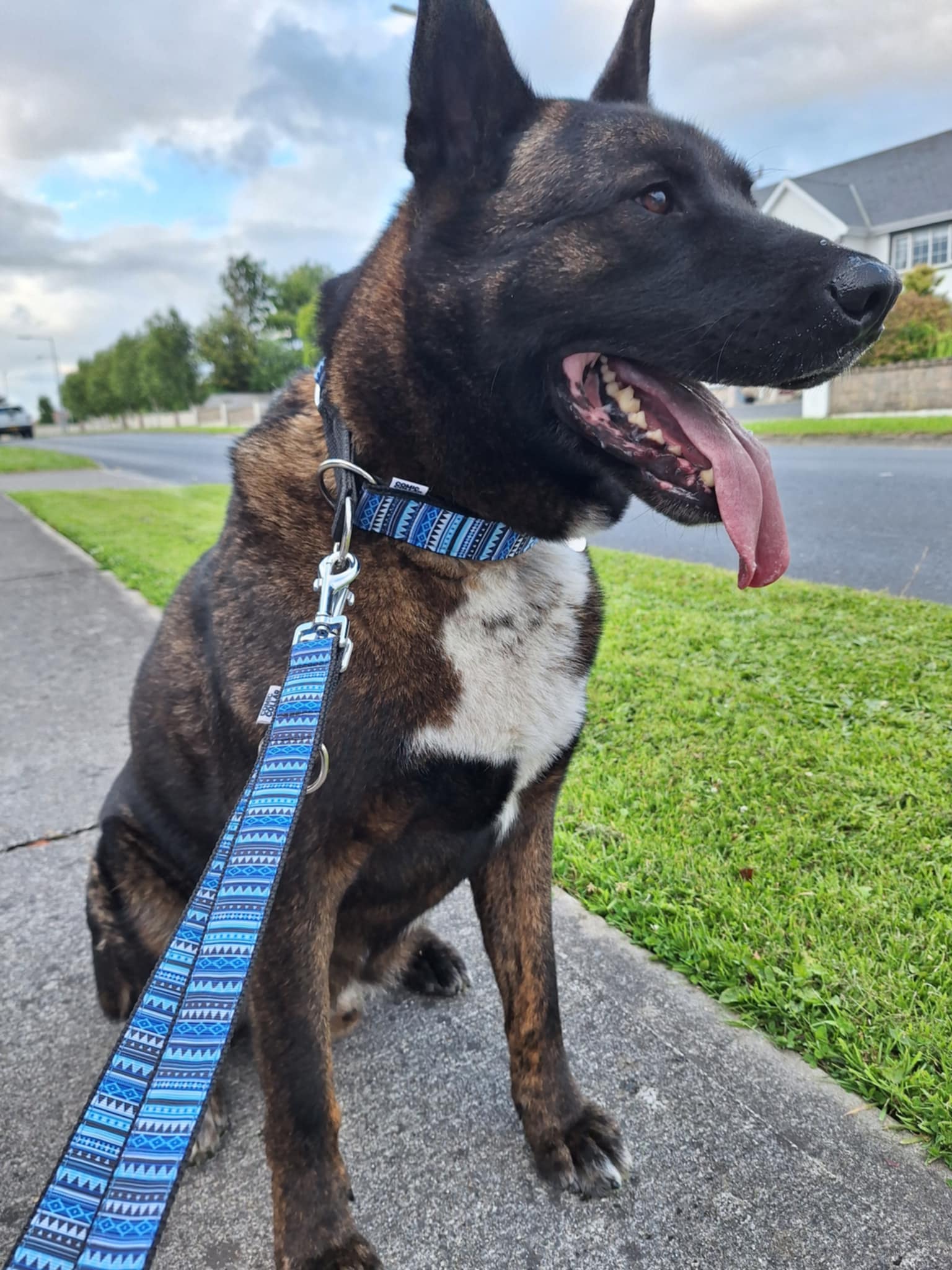 DOG COLLAR AZTEC BLUE - HALF CHOKE