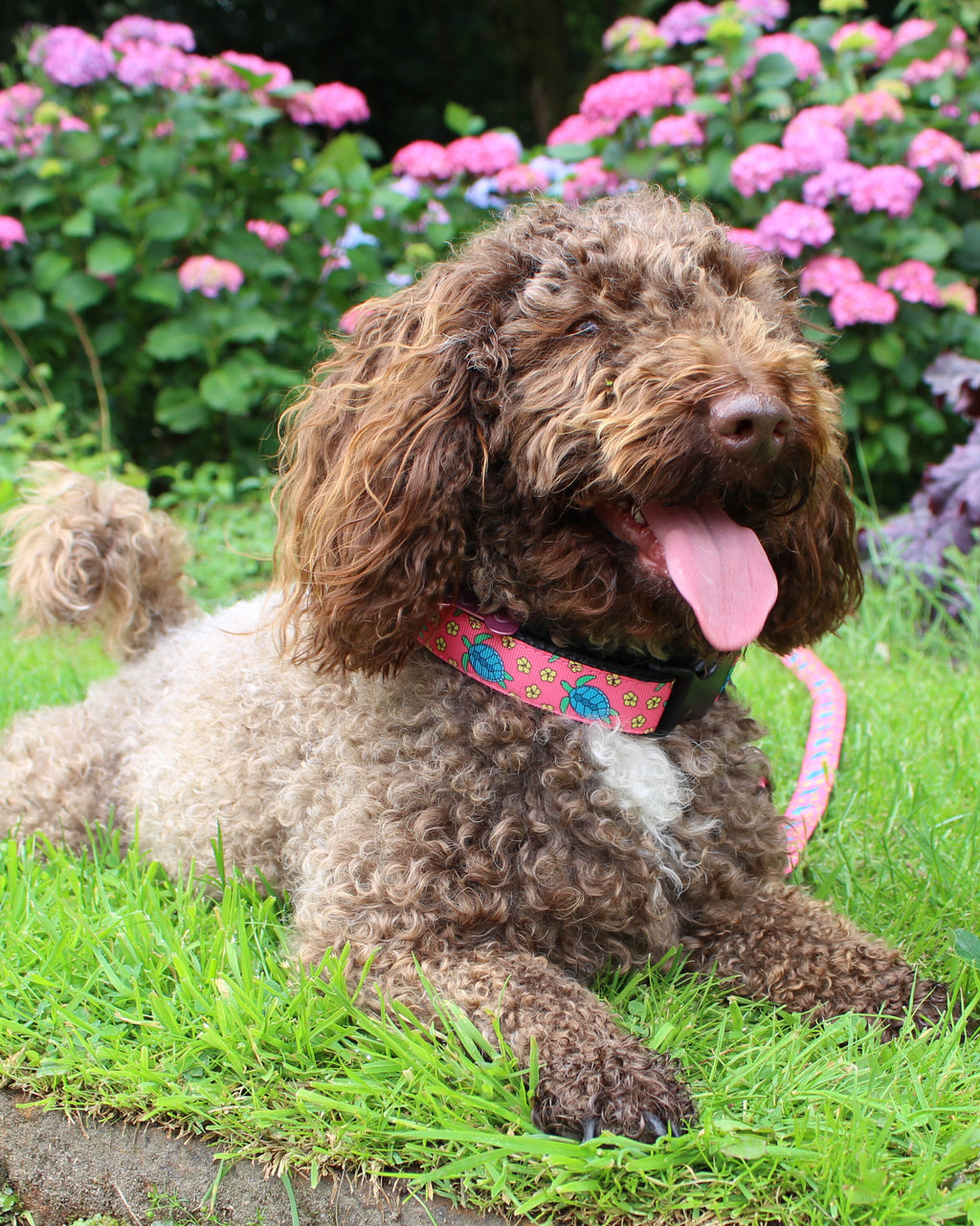 DOG COLLAR BUCKLE - TURTLES coral