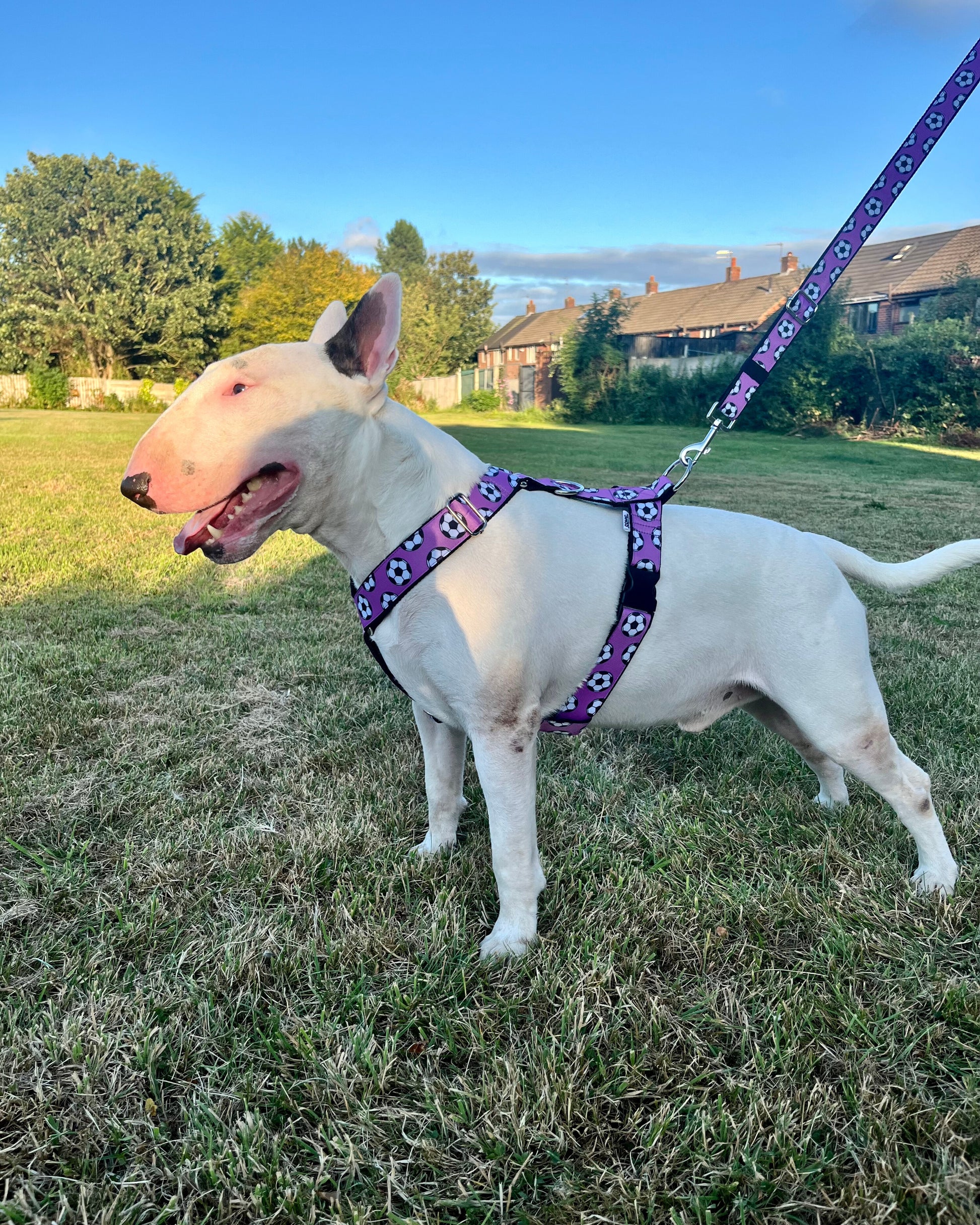 DOG HARNESS - FOOTBALLS