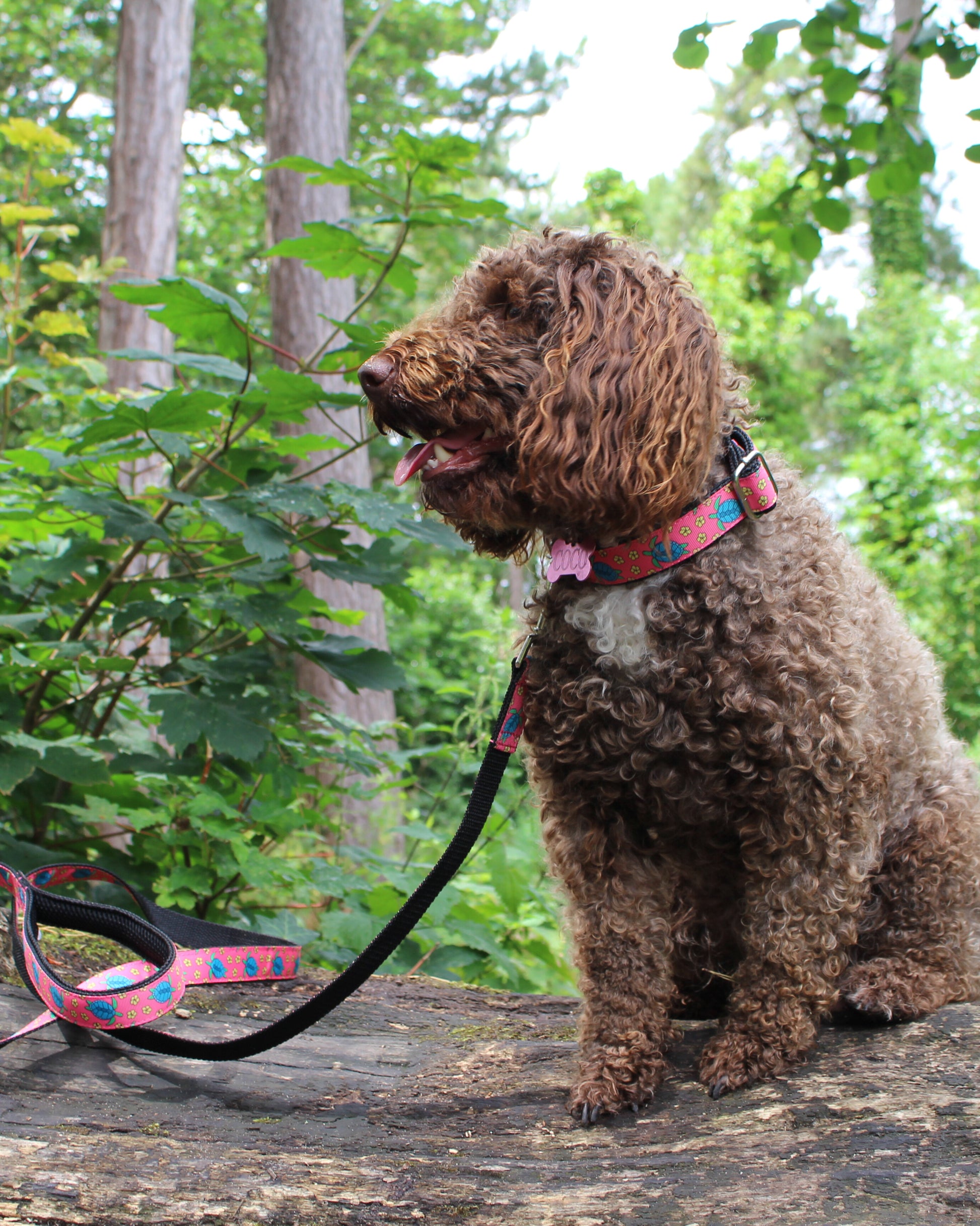 DOG COLLAR BUCKLE - TURTLES coral