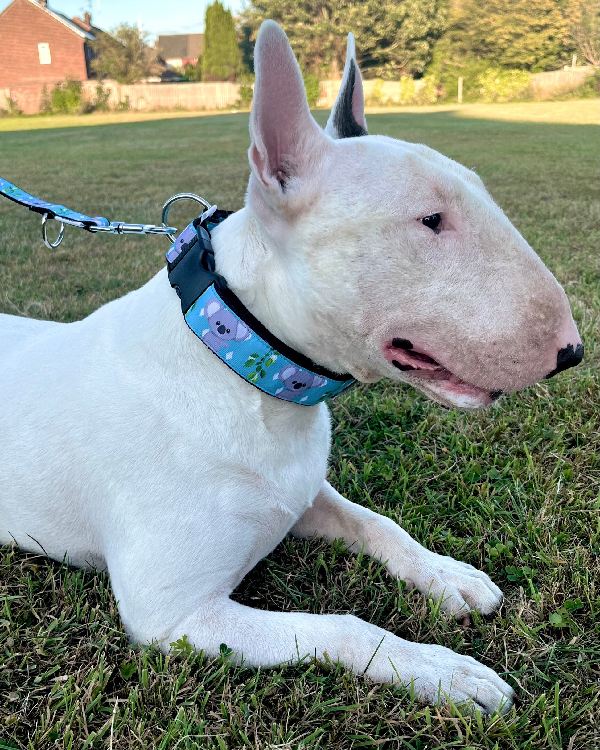 DOG COLLAR BUCKLE - KOALA