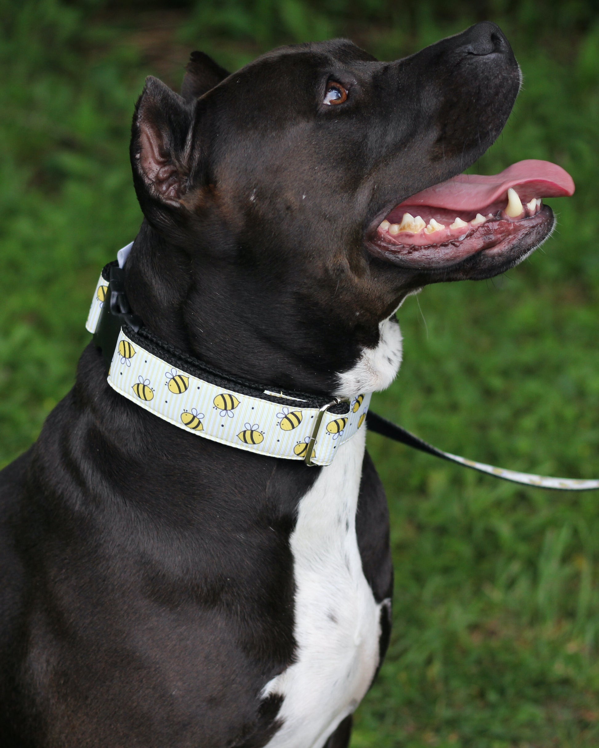 DOG COLLAR BUCKLE - BEE