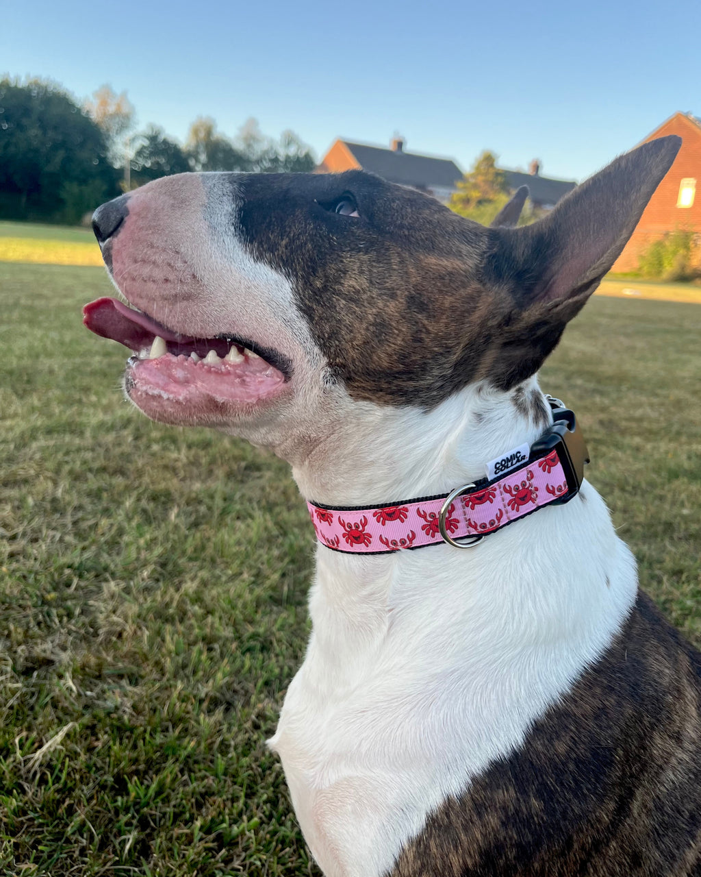 DOG COLLAR BUCKLE - CRAB