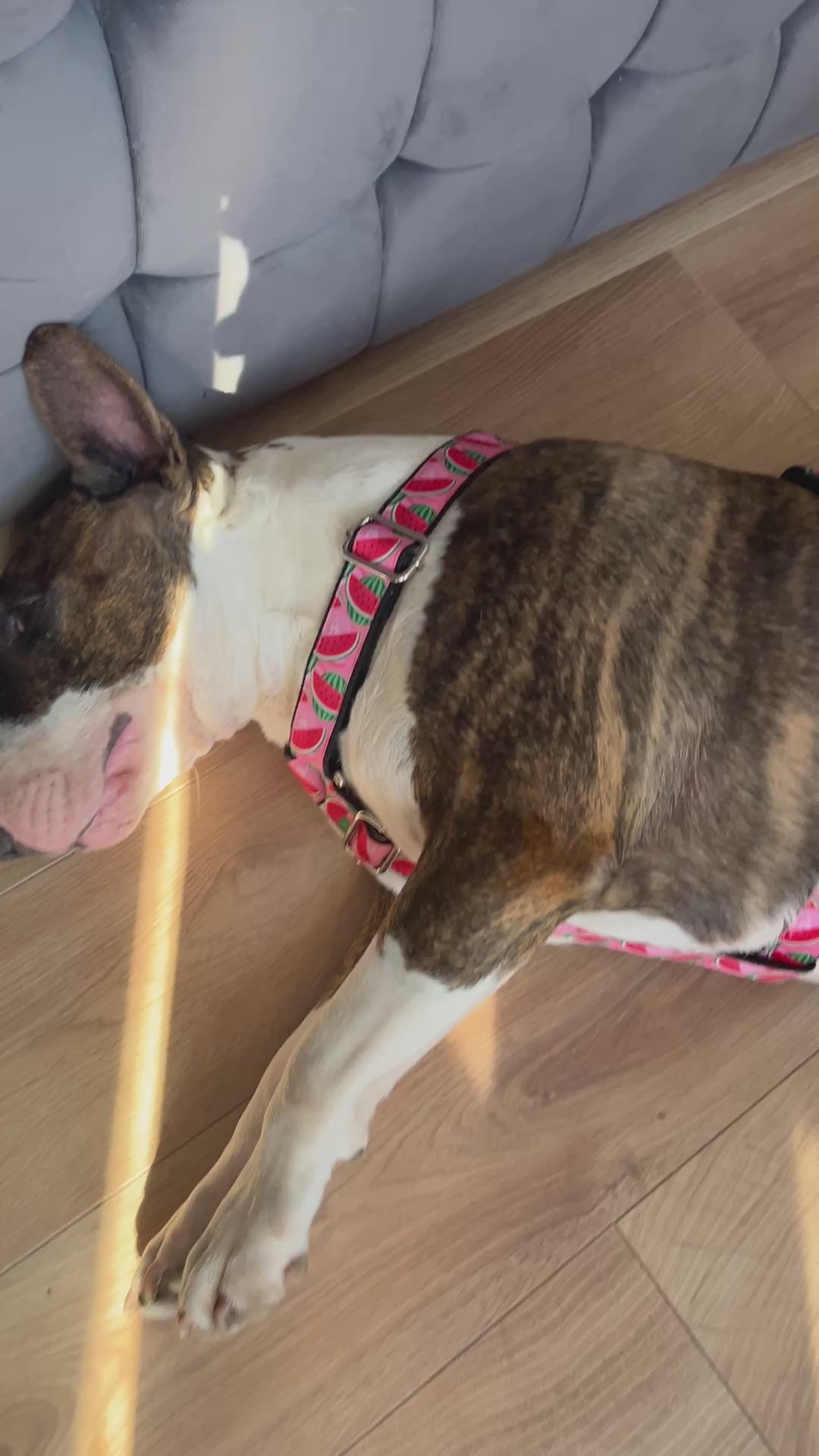 DOG HARNESS - WATERMELON