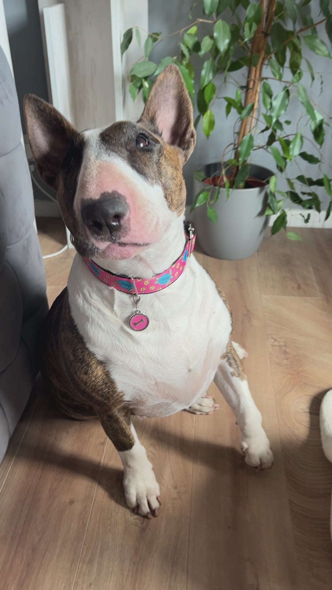 DOG COLLAR BUCKLE - TURTLES coral